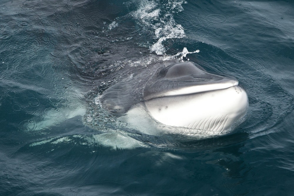 Antarctic Minke Whale, also known as Southern minke 