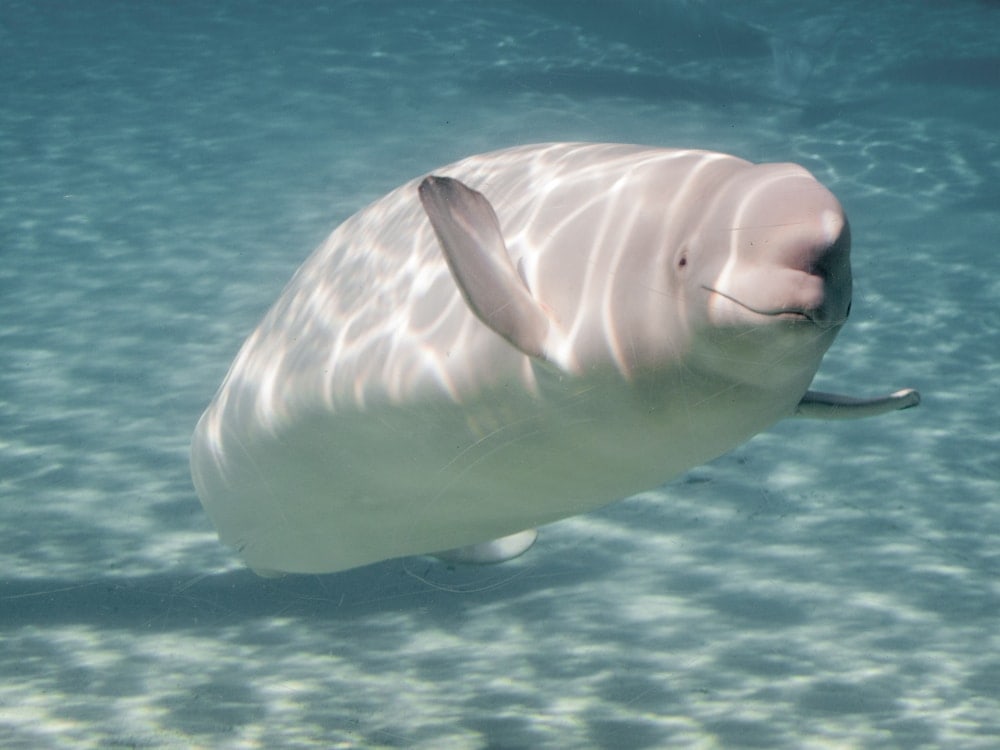 Beluga whale in an aquarium