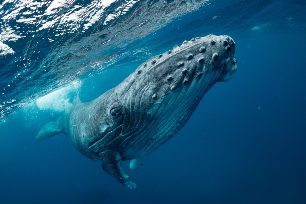 Close up image of a whale