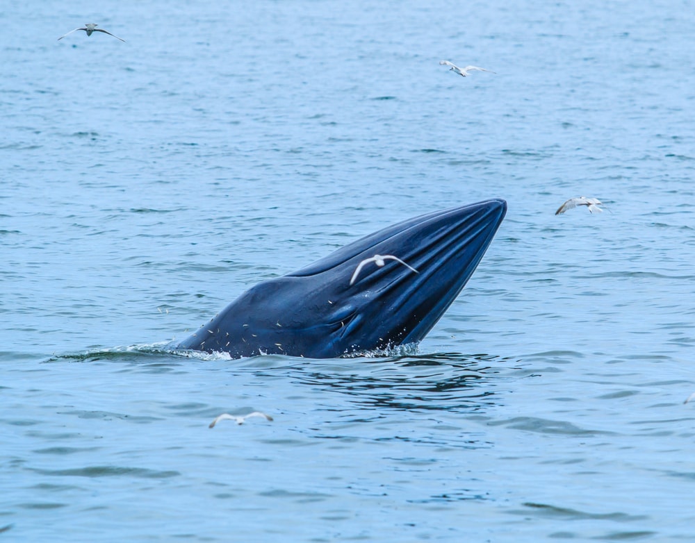 Common bryde whale showing its head