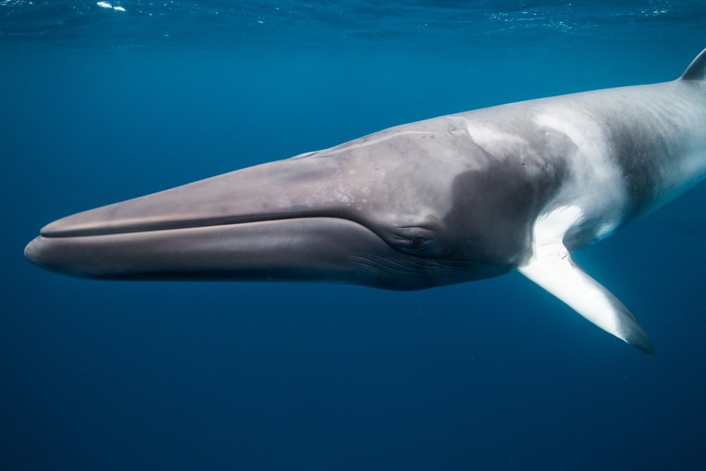 Northern Minke Whale also known as common minke swimming in the ocean