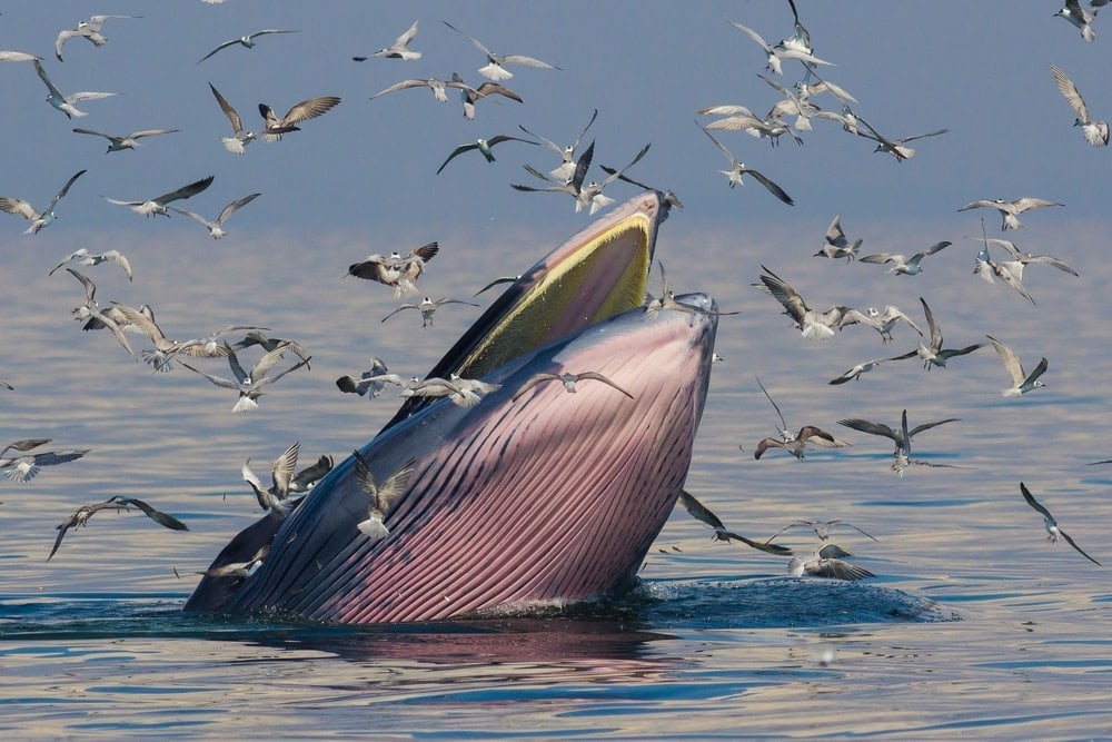 Eden whale forage in the sea among the birds
