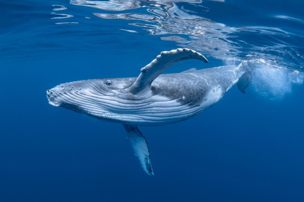 Humpback whale swimming near the surface