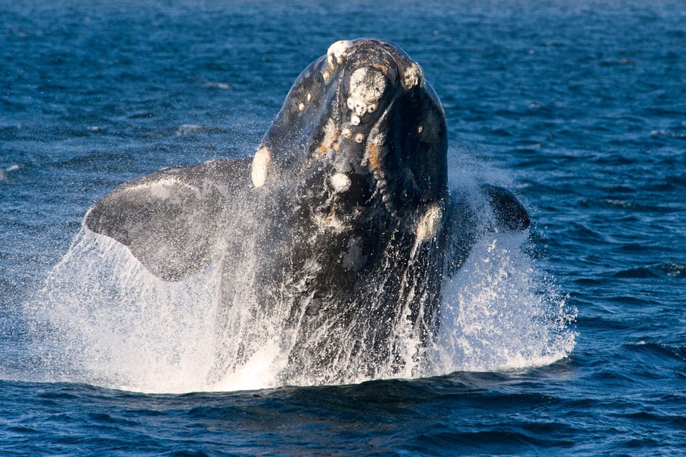 A north pacific right whale head on the ocean water