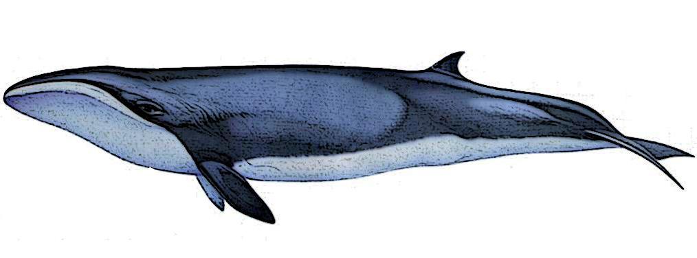 Illustration of a pygmy right whale