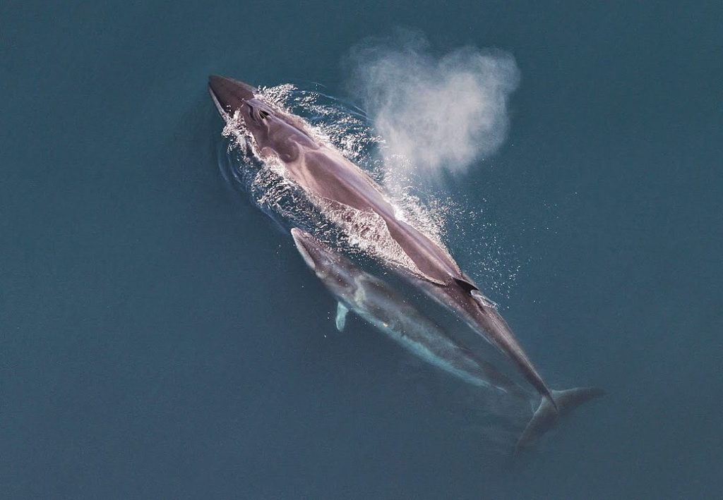 Aerial view of two sei whale