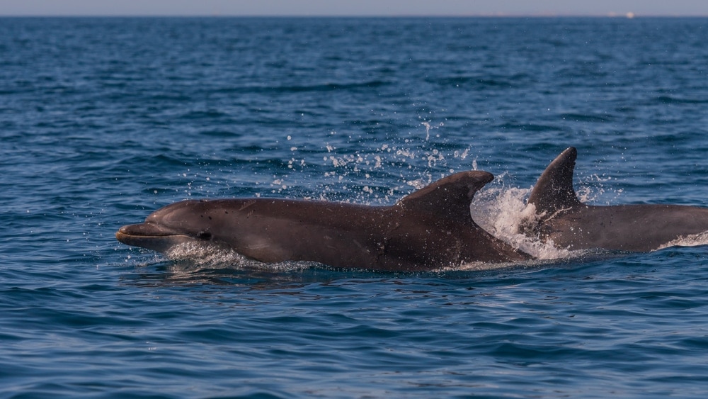 Southern bottlenose whale swimming
