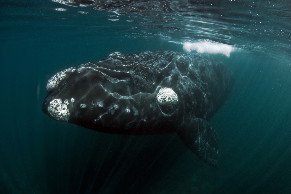 A close-up image of a southern right whale