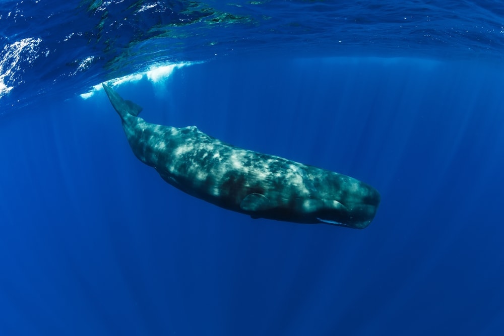 Sperm whale swimming 