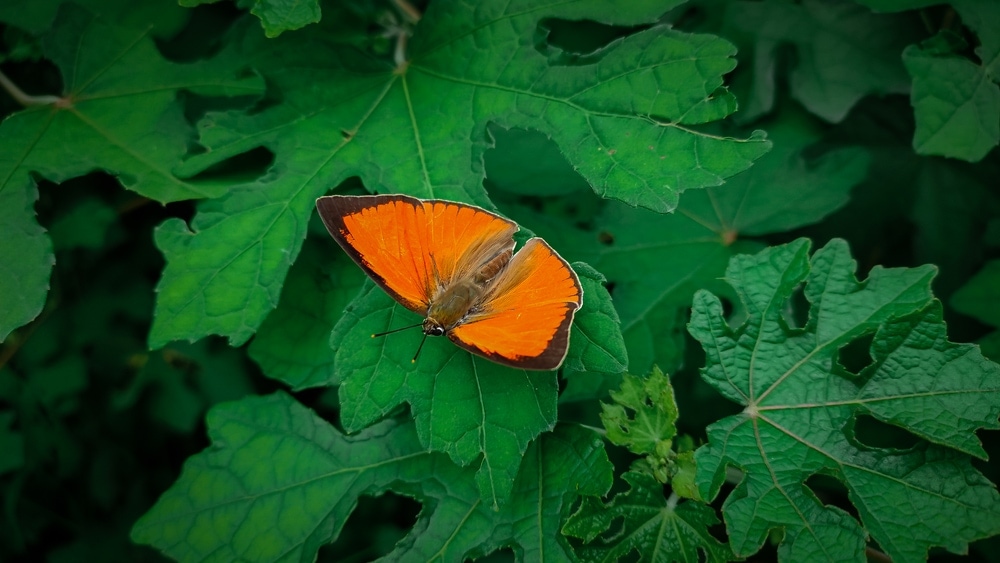 an Indian sunbeam butterfly on a leaf