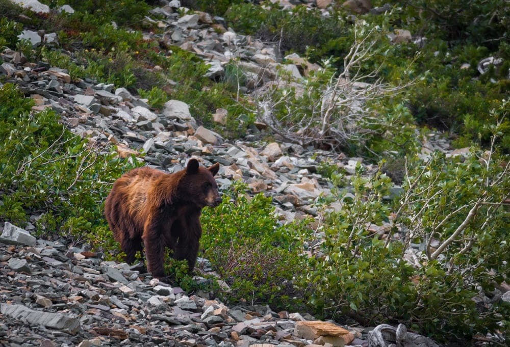 a bear looking down in Glacier National park
