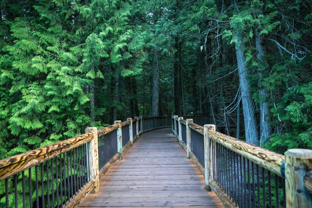 a bridge in a forest of the Trail of the Cedars