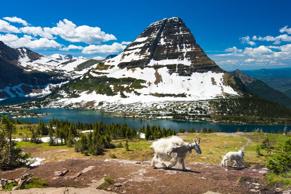 two mountain goats walking around Glacier National park
