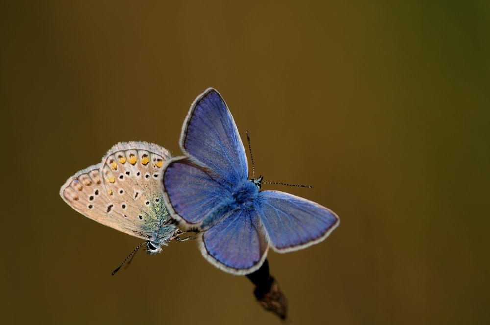 a blue butterfly and a white checkered butterfly from Polyommatinae family