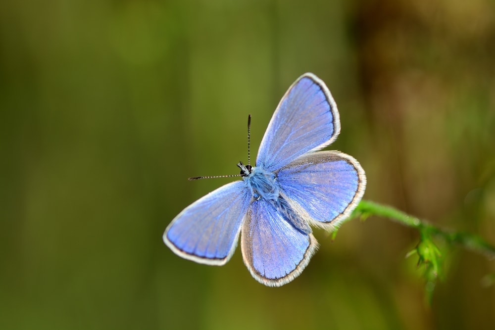 a common blue butterfly from Lycaenidae family