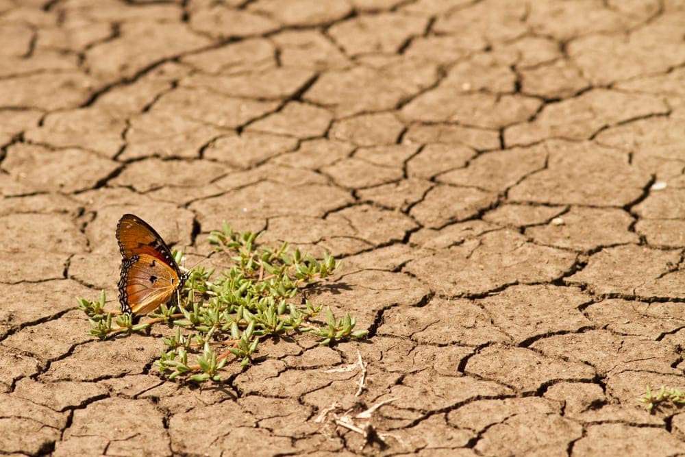 butterfly surviving a drought