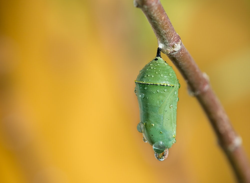 a pupa hanging on a tree branch