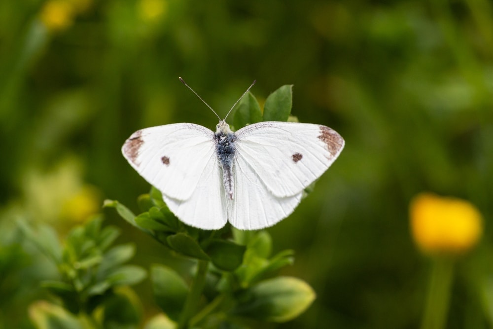 closeup photo of cabbage white butterfly on a plant
