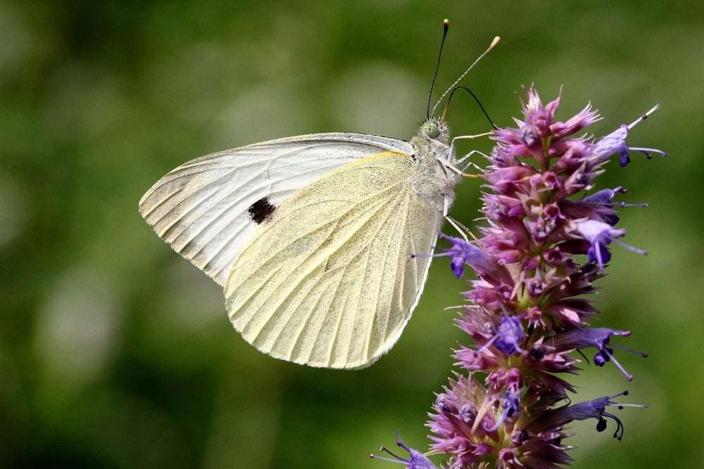 a Cabbage White butterfly on a lilac flower