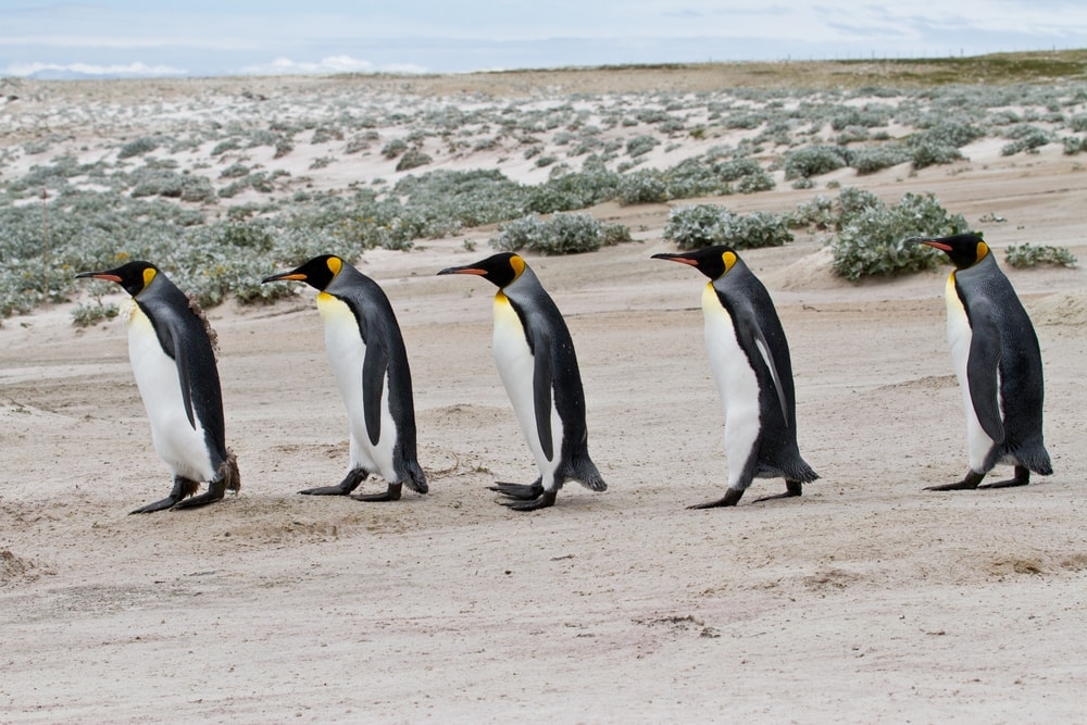 five Kings penguins lined up