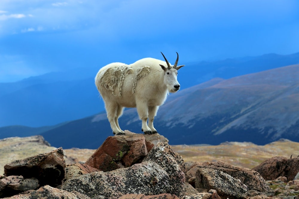 wild goat standing on a rock in RMNP