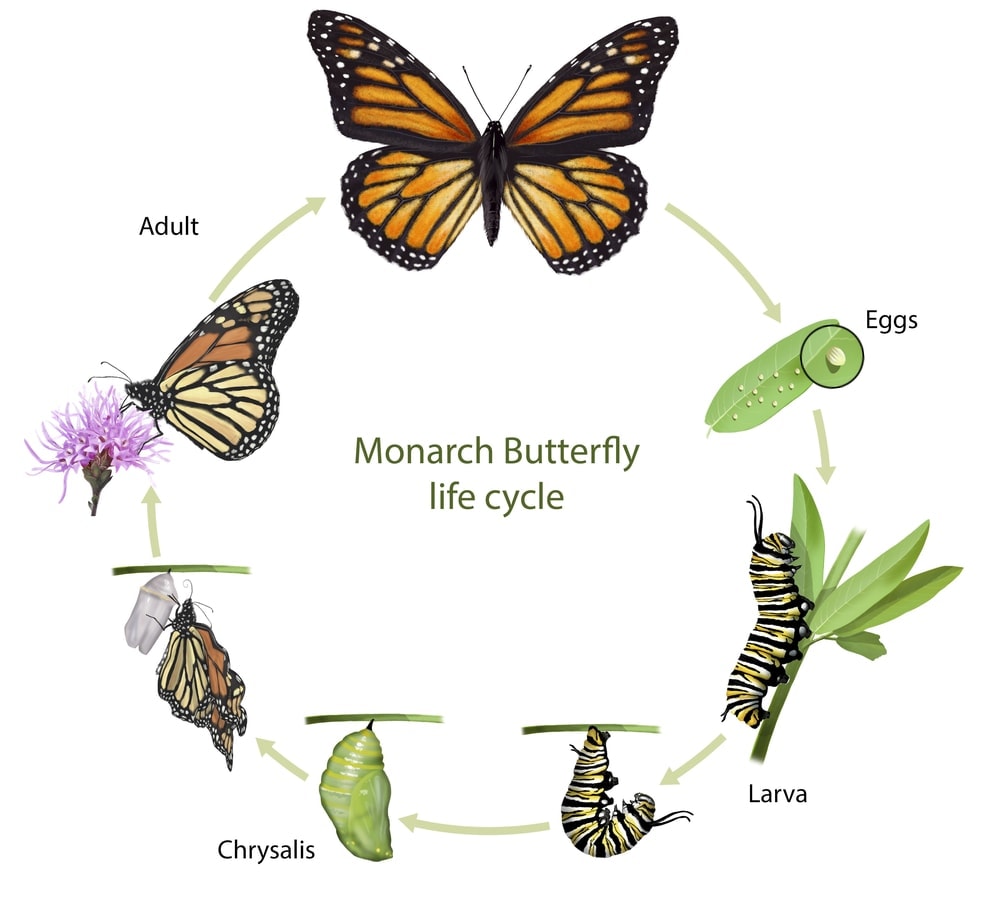 illustration about the life cycle of a butterfly from egg to adult