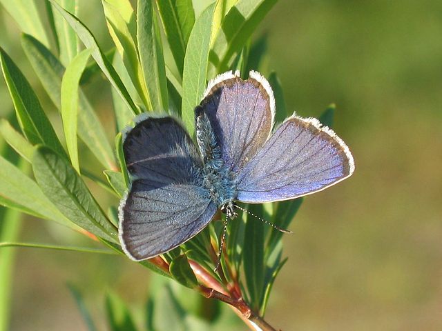 A Lotis Blue butterfly on a plant
