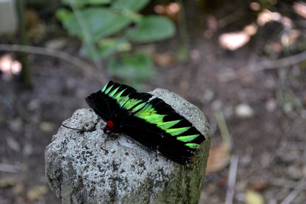 a black butterfly with green leaf pattern on a rock