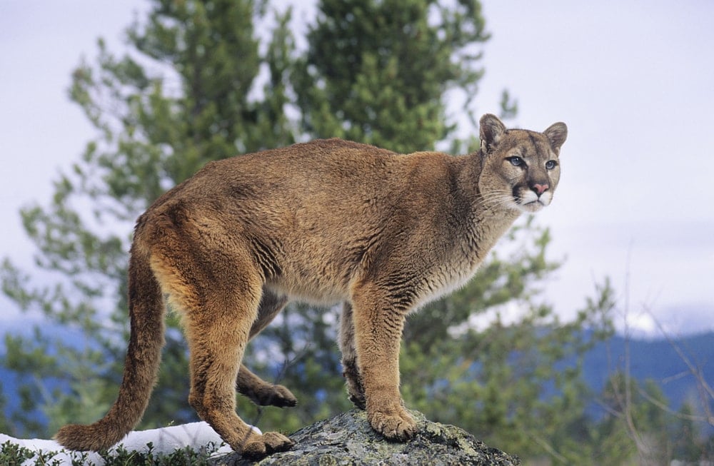 closeup photo of a mountain lion standing on a rock in RMNP