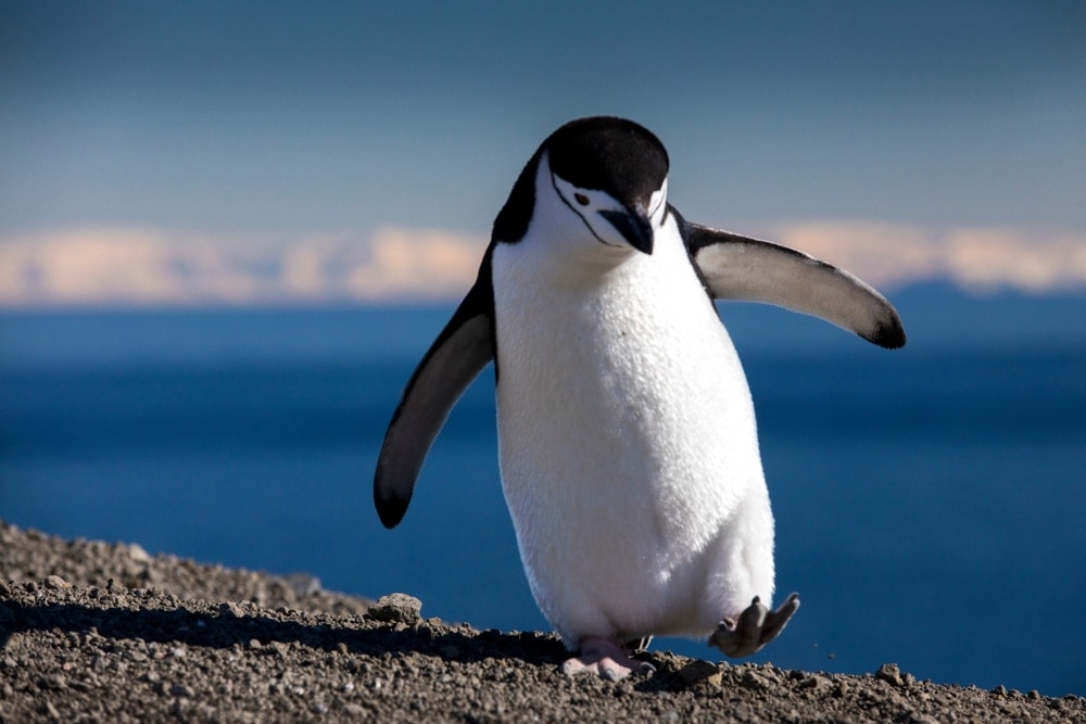 penguin trying to step on sand