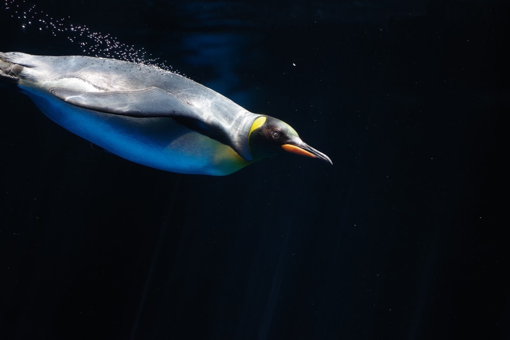 photo of Emperor penguin underwater