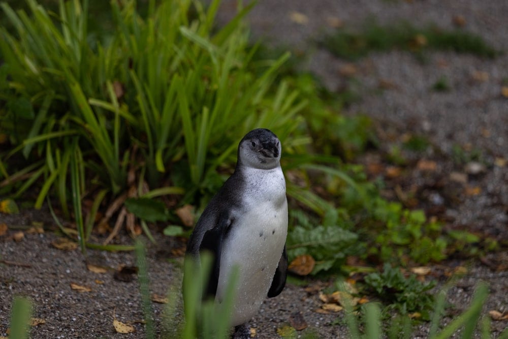 a penguin walking on land