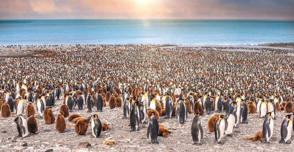 penguin colony during breeding season