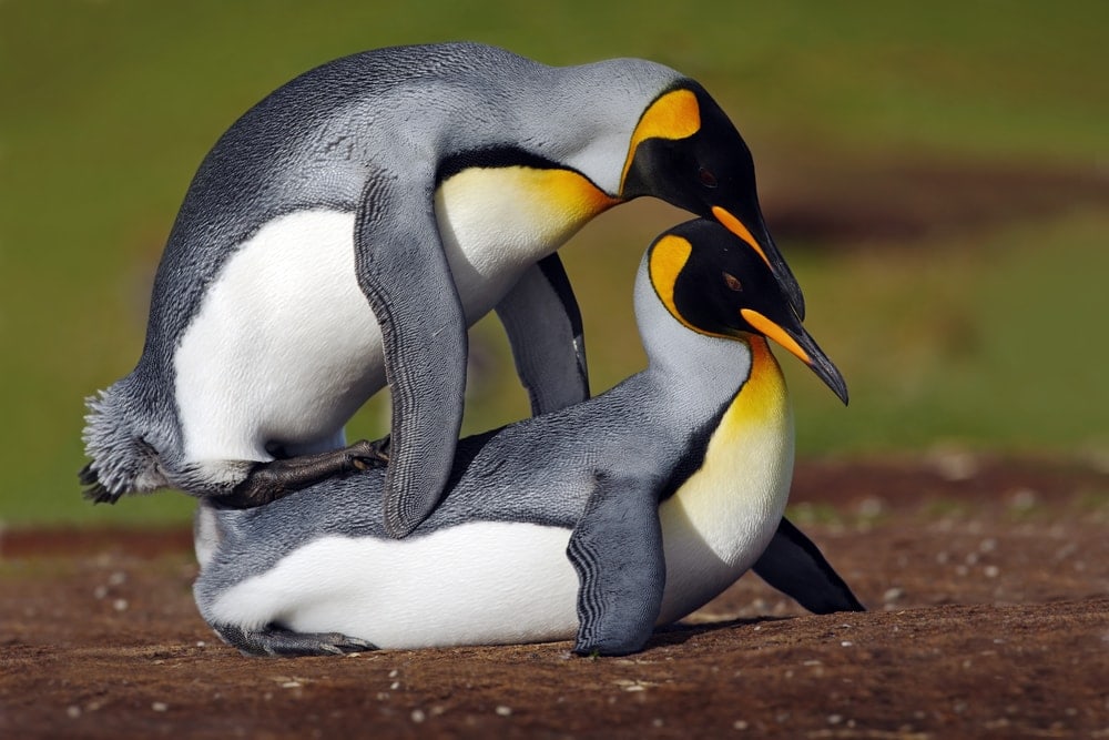 two King Penguins mating
