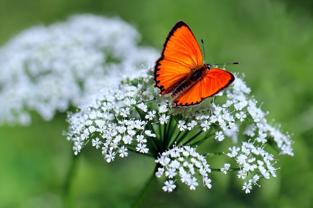 a red Scarce copper butterfly on white flowers