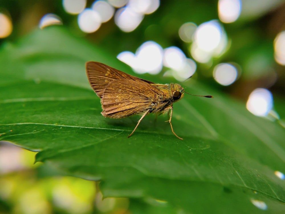 a skipper on a leaf
