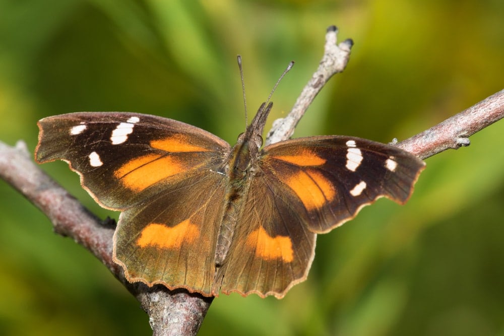 a closeup photo of a large snout butterfly with orange and white spots