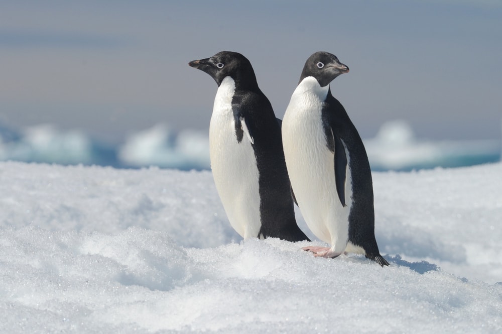 two Adelie penguins in snow