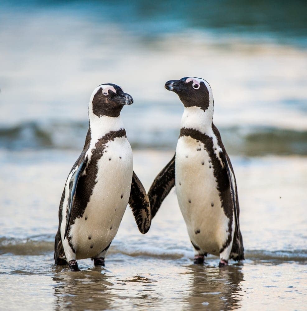 two African penguins holding hands