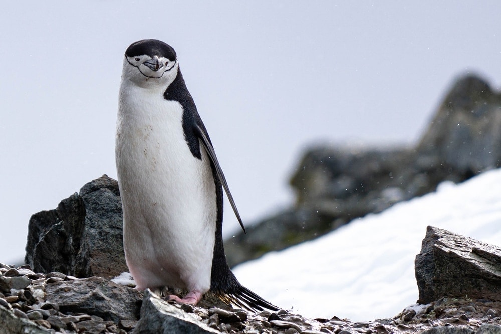 a Chinstrap penguin on a rock