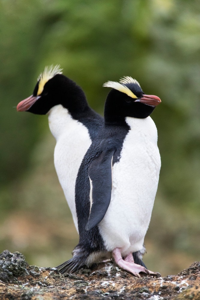 two Erect-Crested Penguin standing back to back