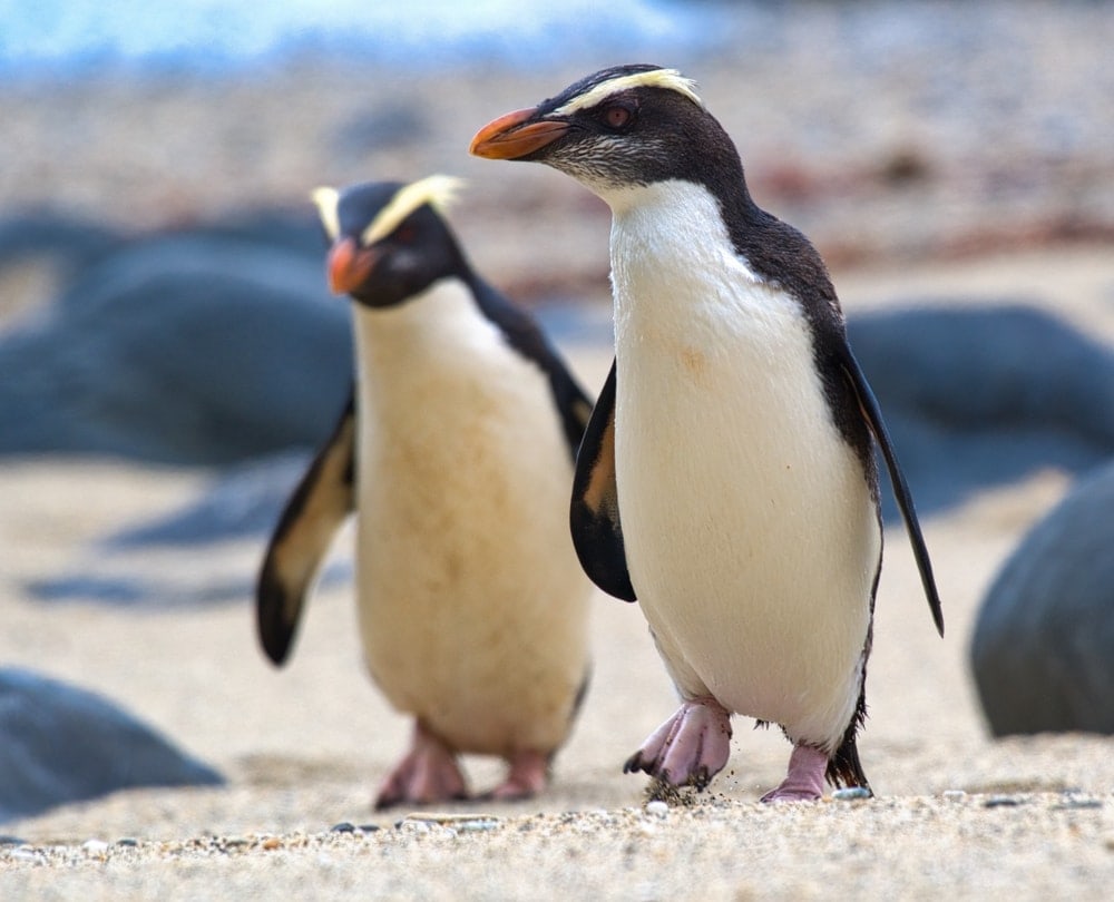a closeup photo of two Fiordland penguin walking