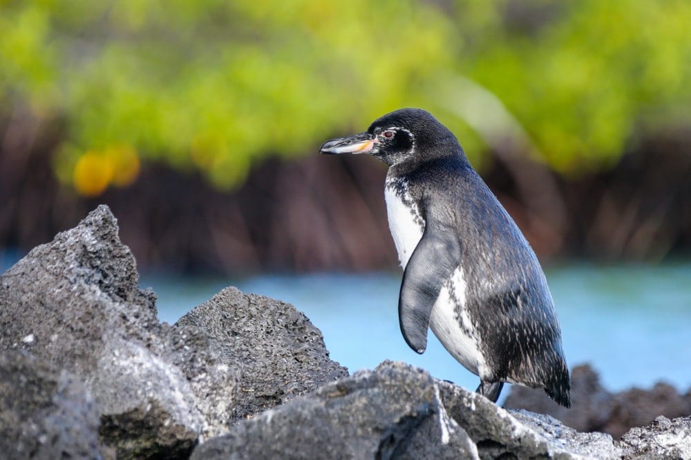 a closeup photo of Galápagos Penguin on a rock