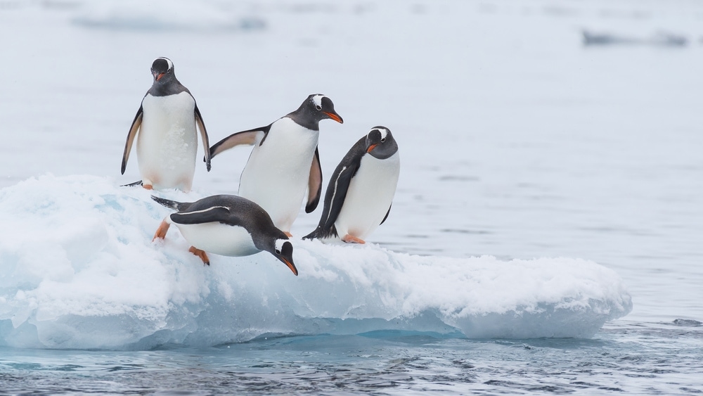 four Gentoo penguins on a snow