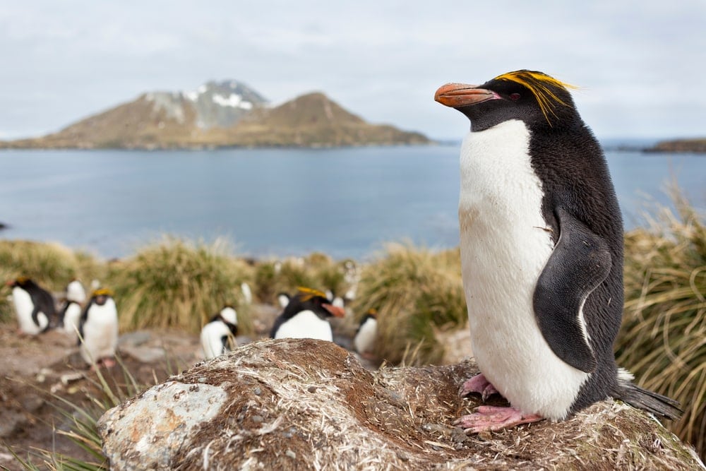 a closeup photo of Macaroni Penguin on a rock