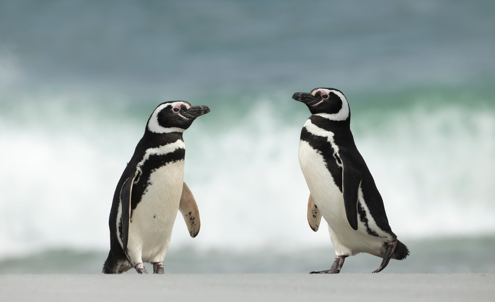 two Magellanic penguin looking at each other