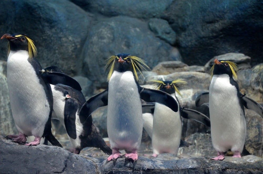 a group of Northern Rockhopper Penguin with wings spread