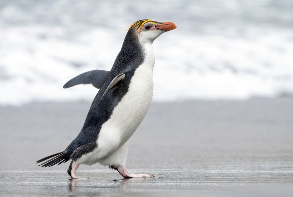 a closeup photo of Royal Penguin walking