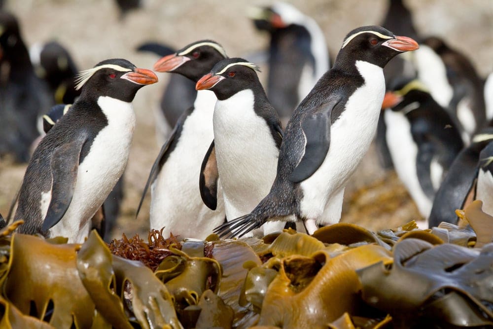 a group of Snares penguin
