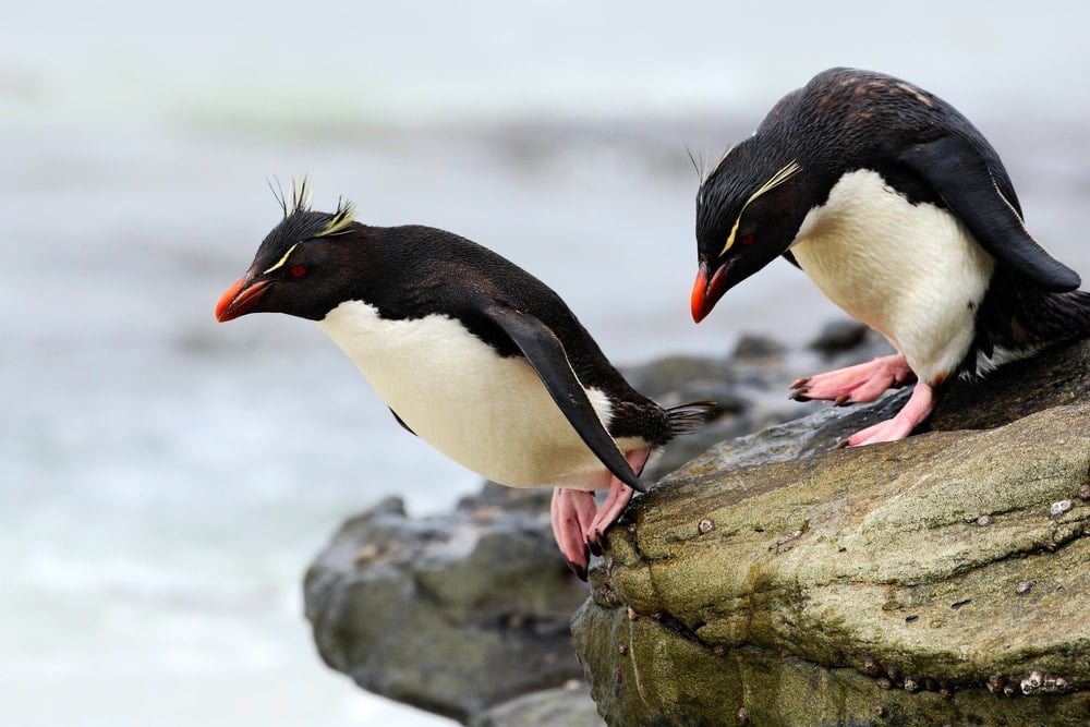 two Southern Rockhopper Penguin about to jump into the sea